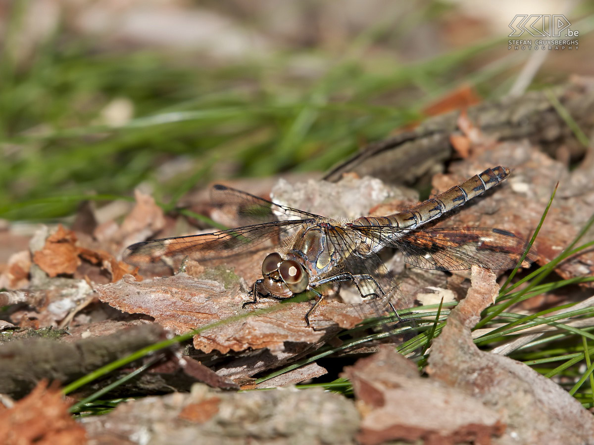 Damselflies and dragonflies Some photos of damselflies and dragonflies in my hometown Lommel. Stefan Cruysberghs